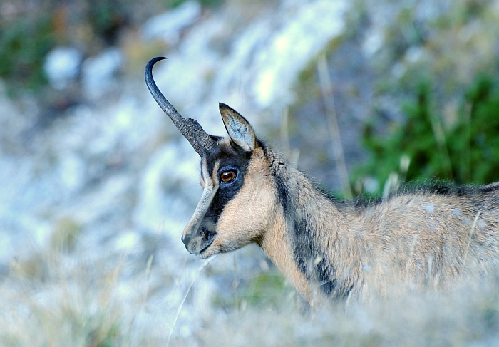 Camoscio d''Abruzzo Rupicapra pyrenaica ornata